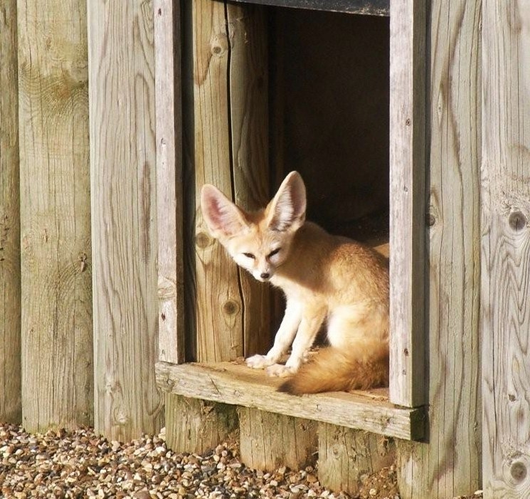 Fennec Fox at  'Africa Alive'.