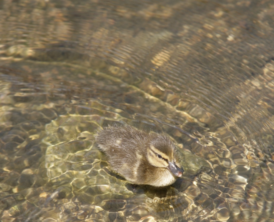 Duckling on the River Welland
