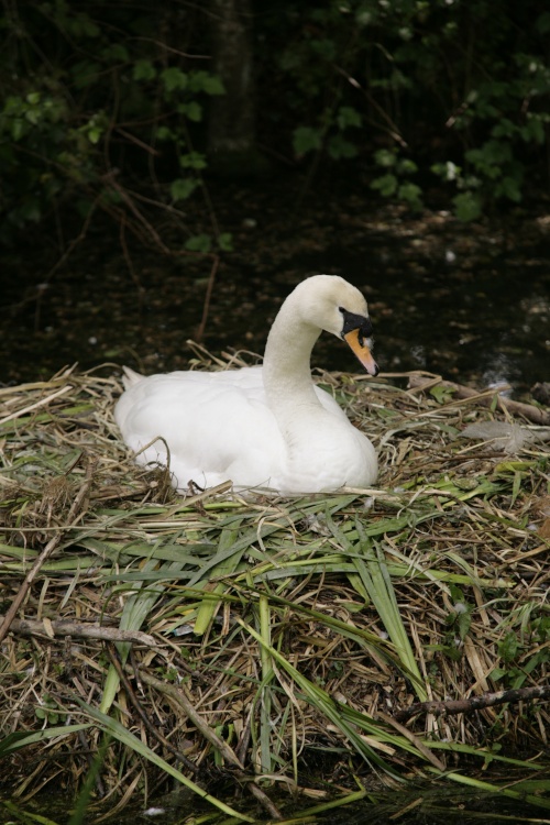 Swan on its nest, on the River Welland