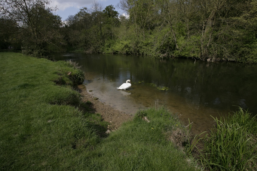 Swan on the River Nene