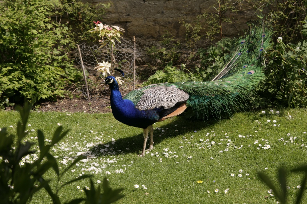 Peacock!!