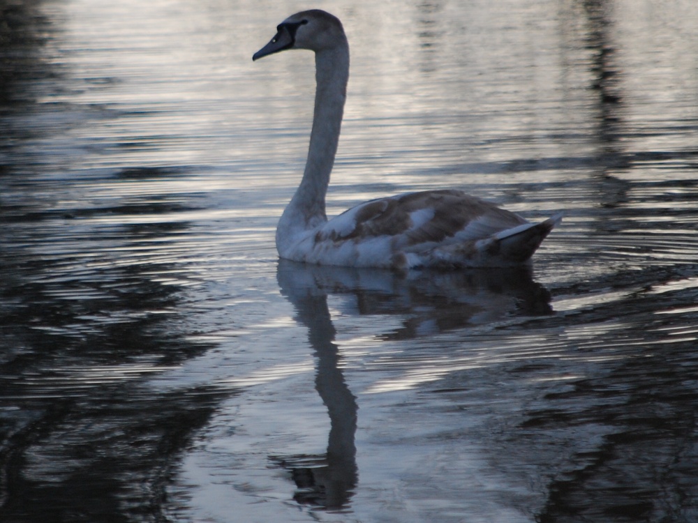 Swan at Croome lake