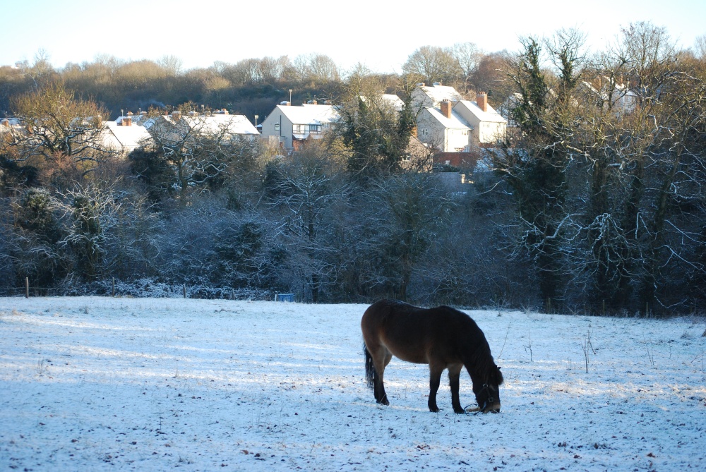 Horse at Saltwells with Netherton in background