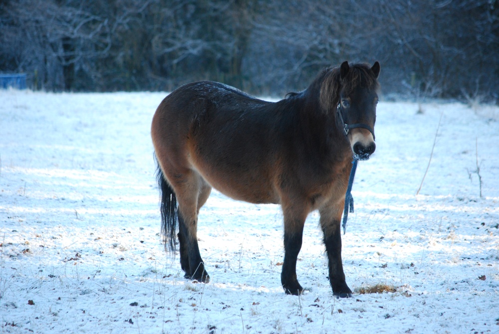 Horse at Saltwells Nature Reserve in December snow