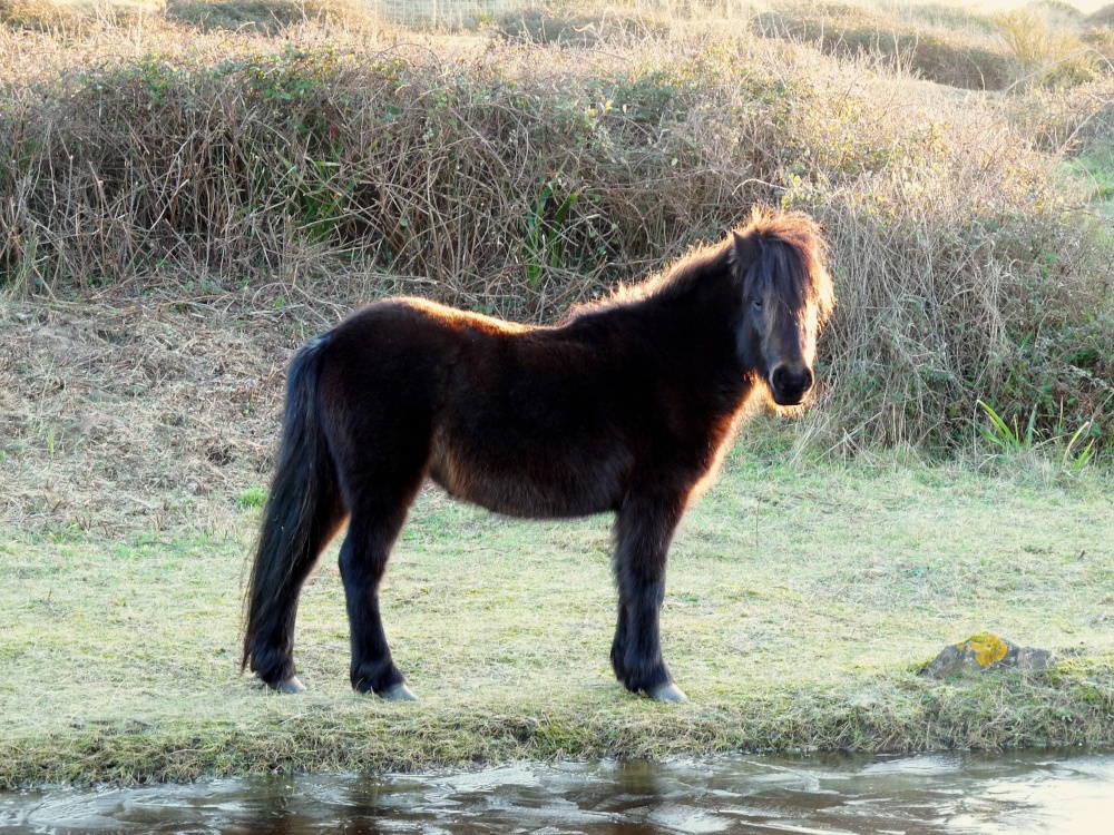 Shetland pony on Dawlish Warren