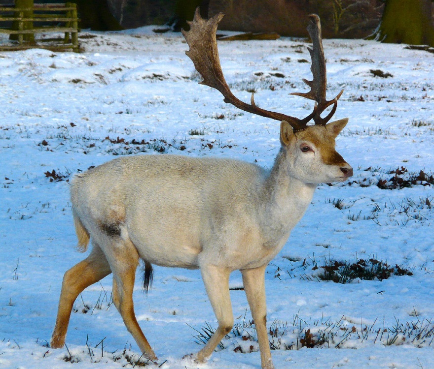 Fallow Deer Stag, Bradgate Park