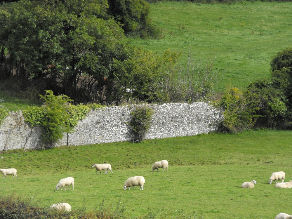 Newgrange sheep
