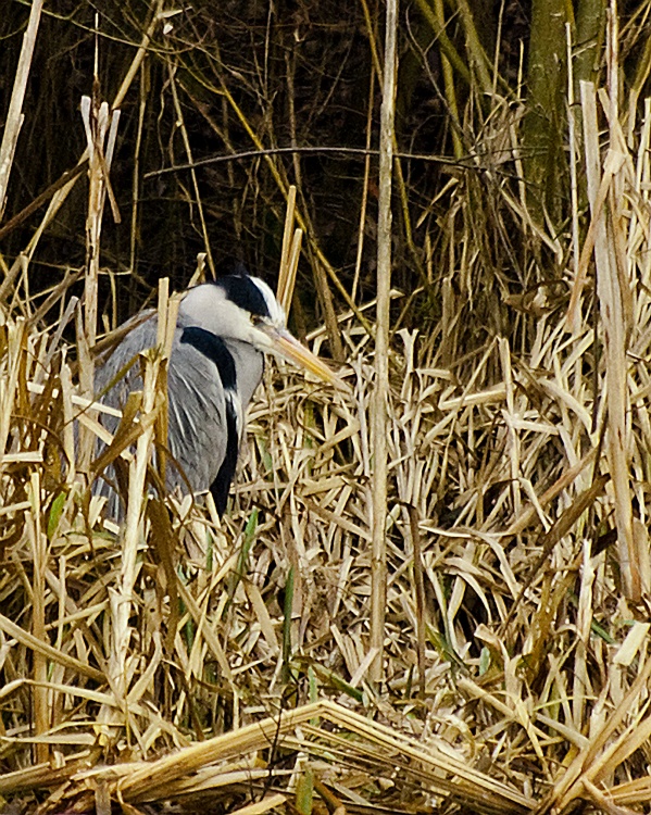 Heron in the Reeds