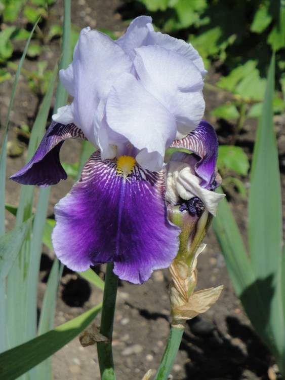 Iris at Newby Hall gardens