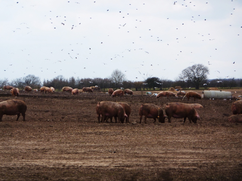 Pigs at Blythburgh