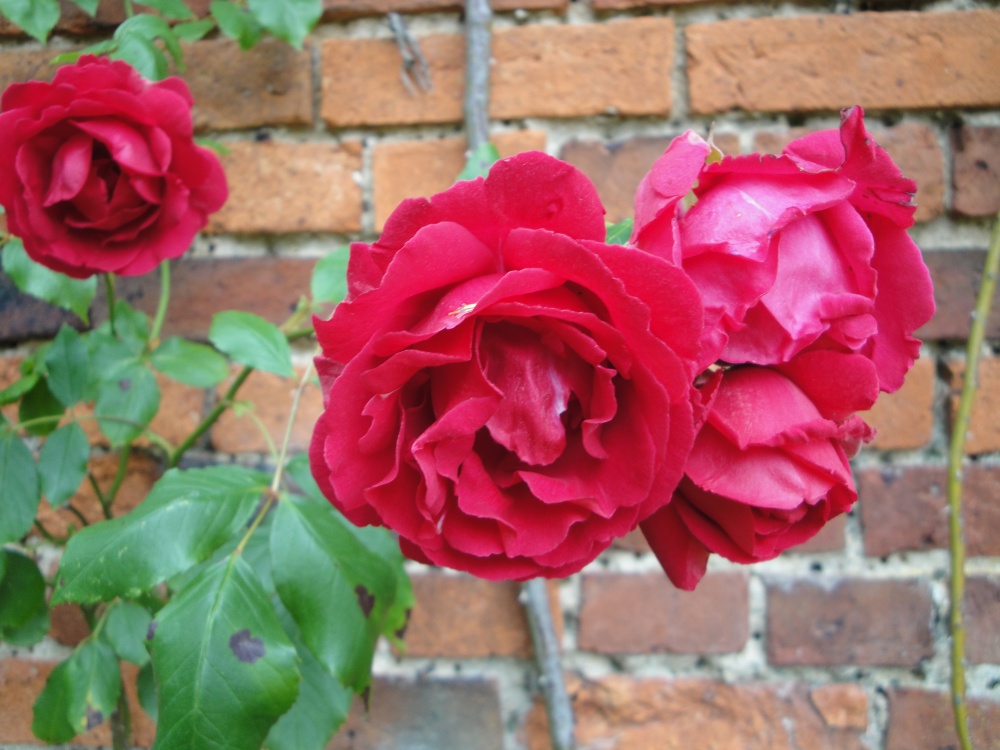 Roses at Belton House gardens
