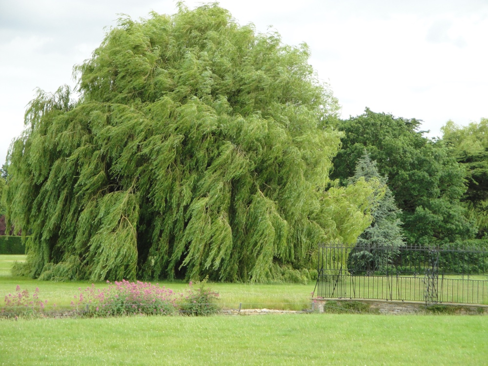 Weeping willow at Burghley park