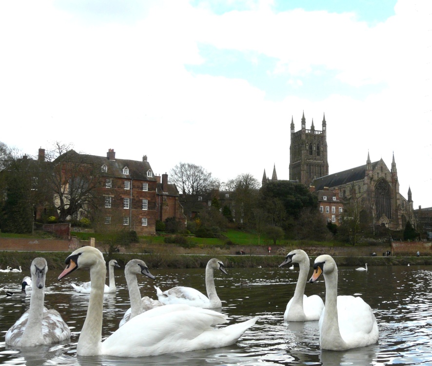 Swans near Worcester Cathedral