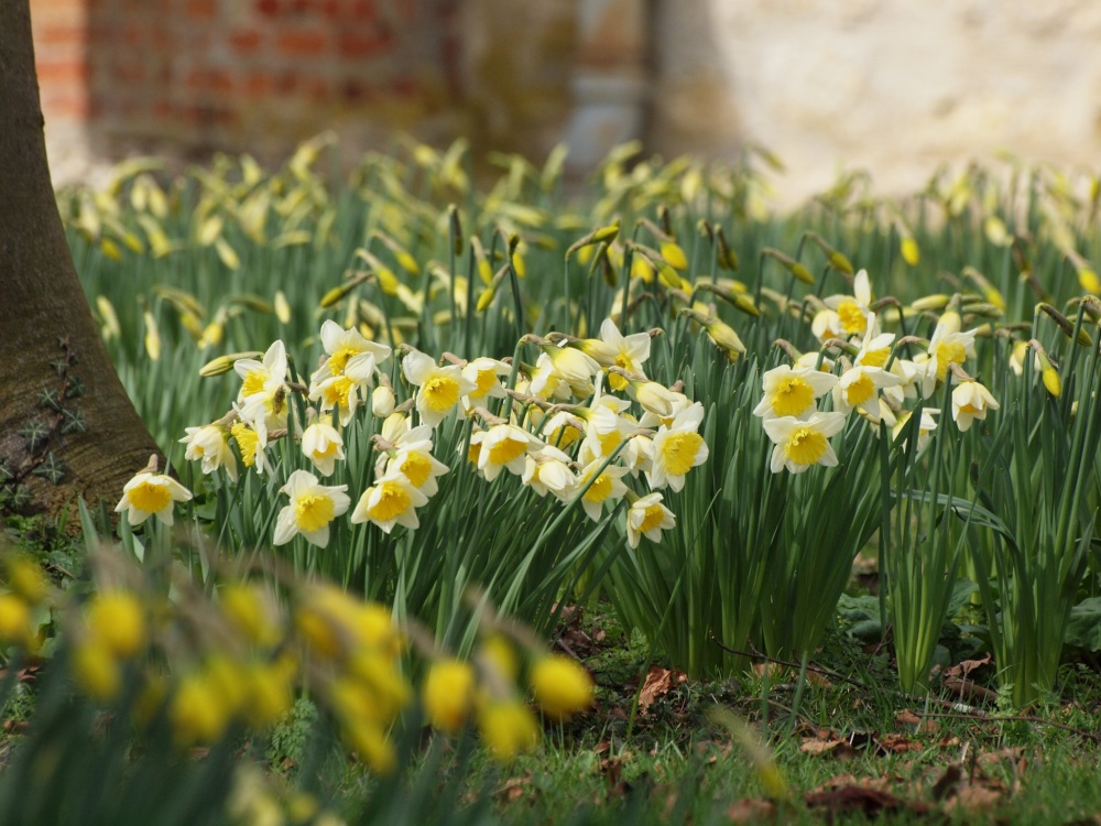 Daffodils in the Churchyard