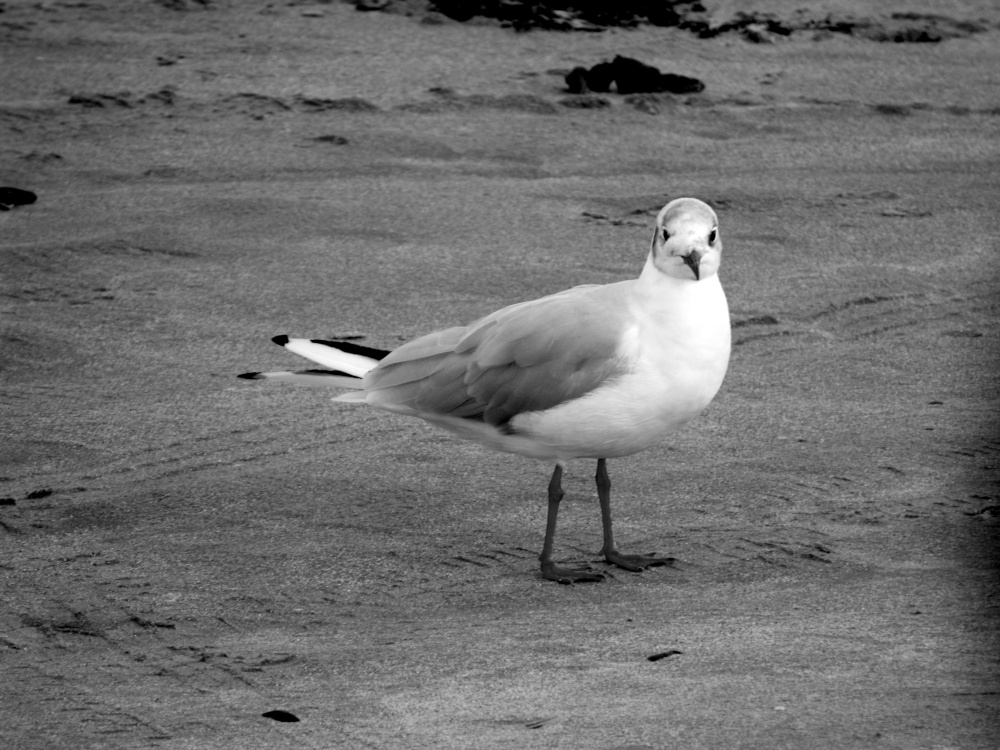 Gull on the beach at Bettystown