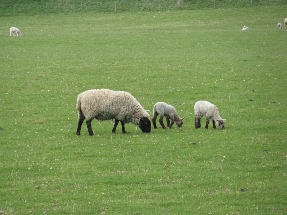 Sheep and Lambs near the Church