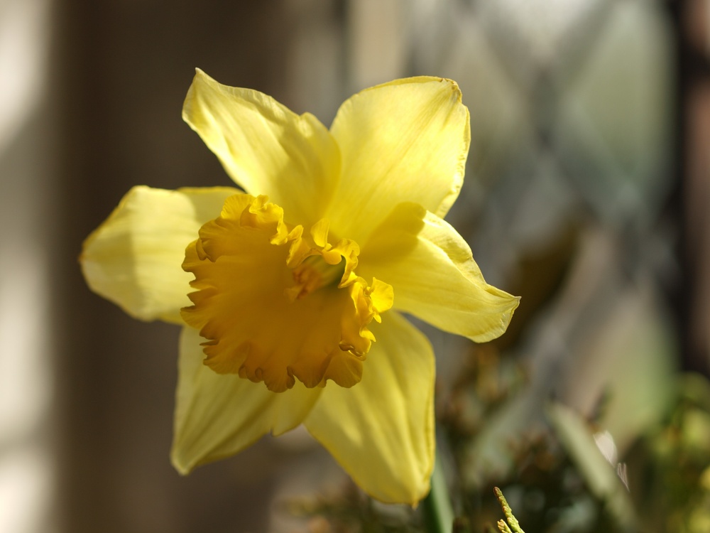Daffodil inside St Mary's Church, Chesterton, Oxon.