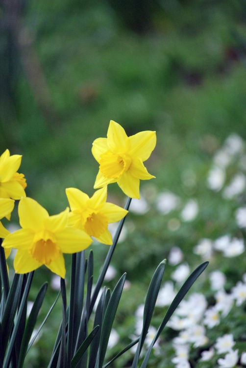 Daffodils in Haden Hill Park