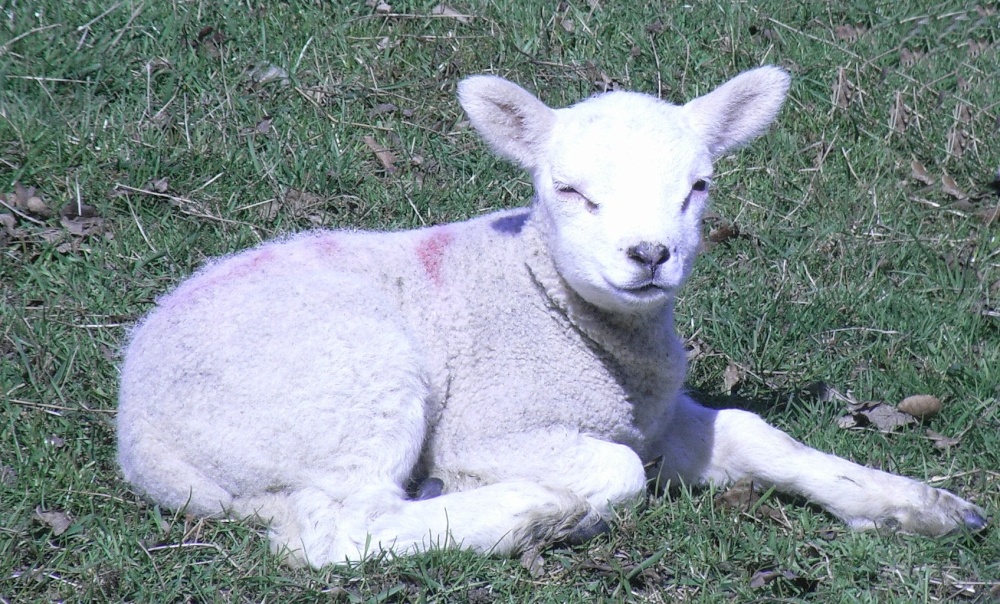 Lamb at Redlingfield