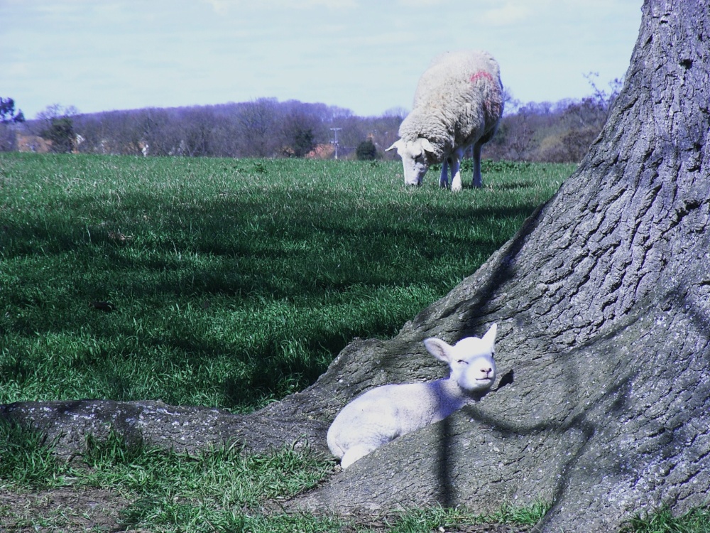 Lambs at Redlingfield