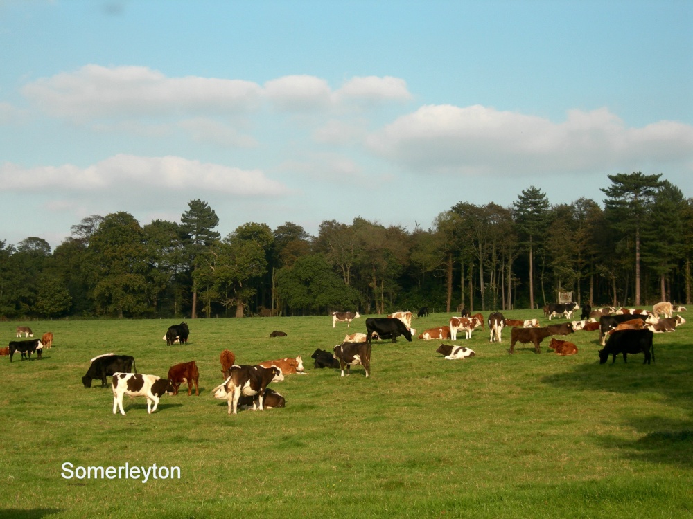 Bovine at Somerleyton