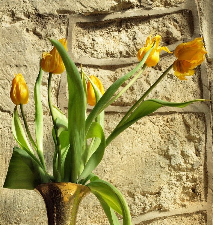 Tulips inside St Nicholas' Church, Little Horwood, Bucks