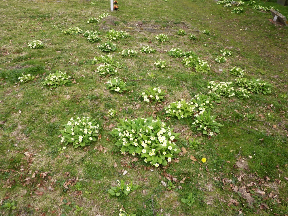 A few of the clumps of primroses in the Churchyard
