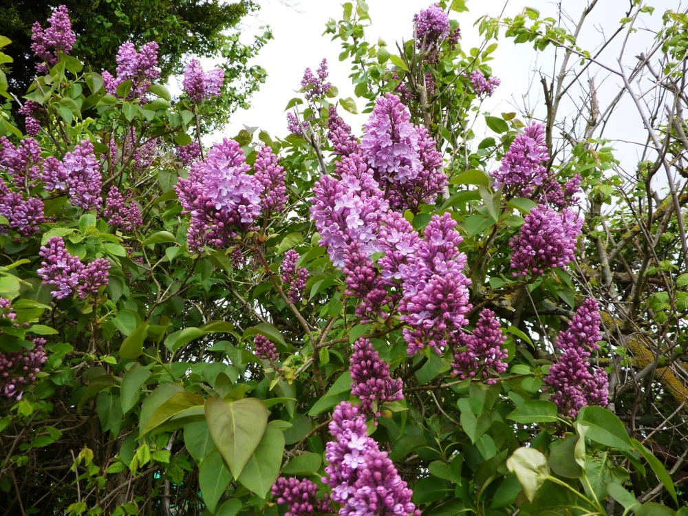 Lilac growing in the hedge