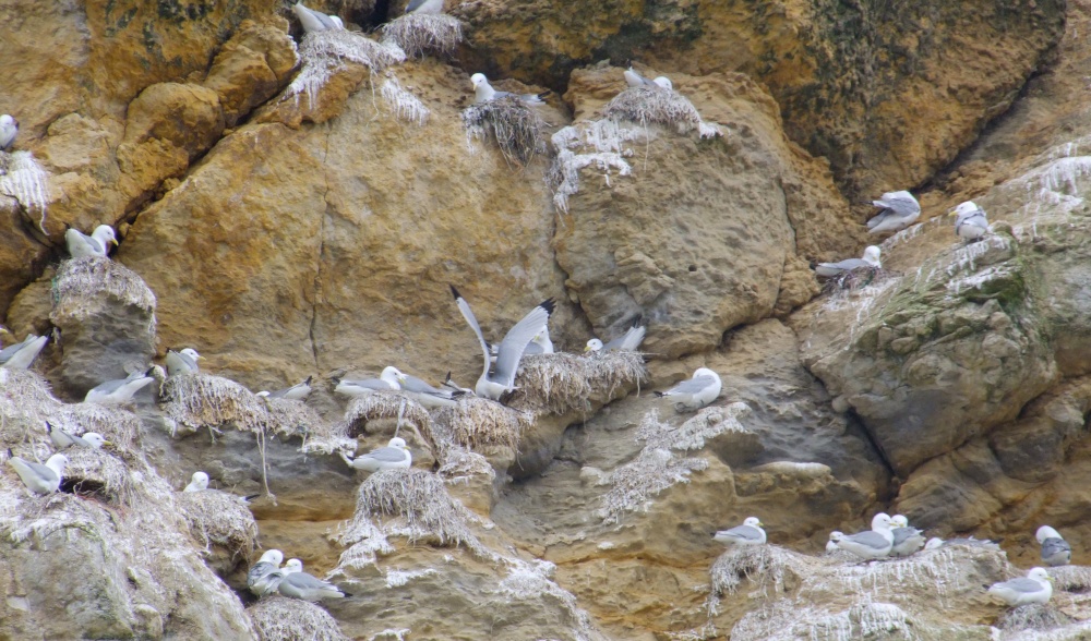 Gulls nesting below Scarborough Castle 2