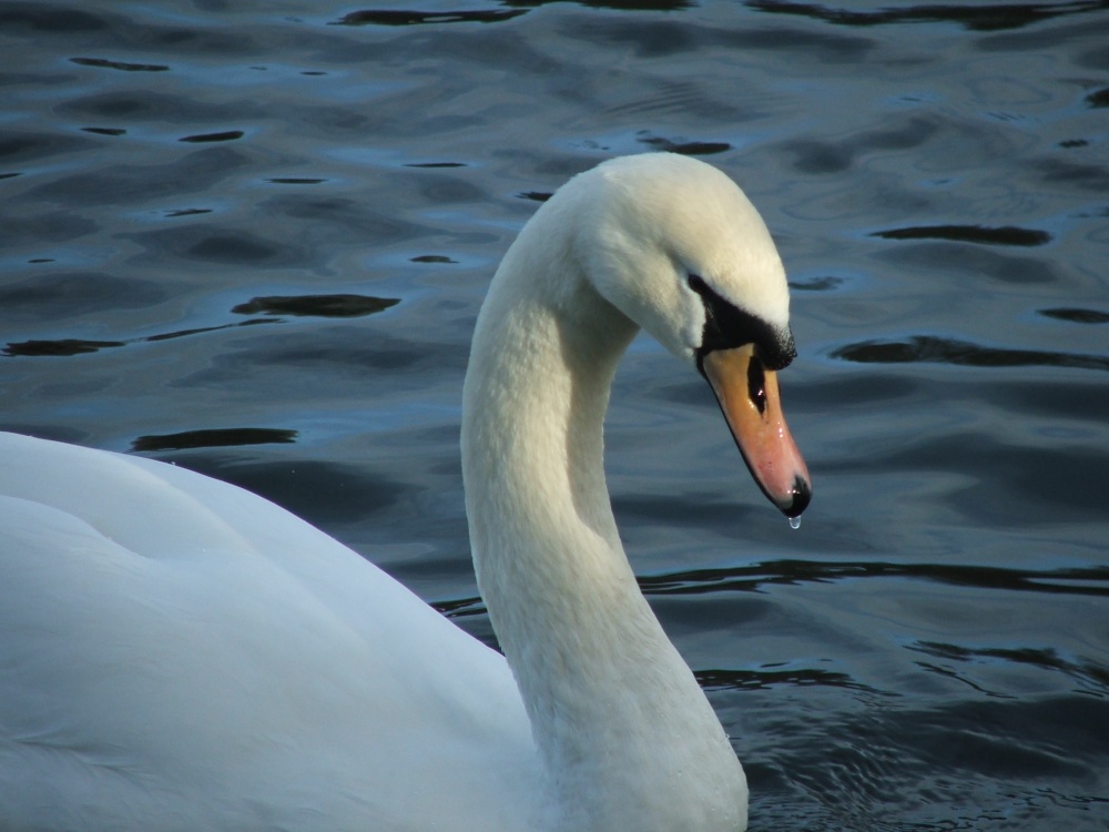 Snowdrop the Swan?