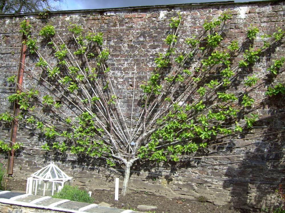 Wall tree