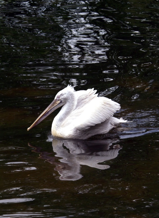 Pelican. Exmoor Zoo.