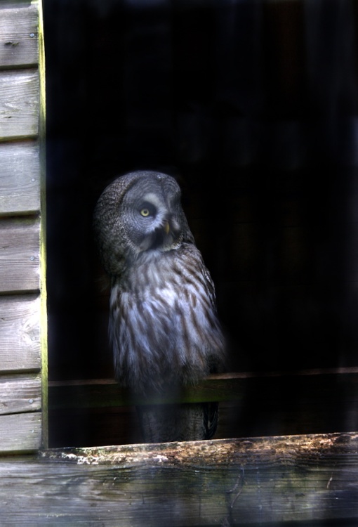 Owl at Exmoor Zoo.