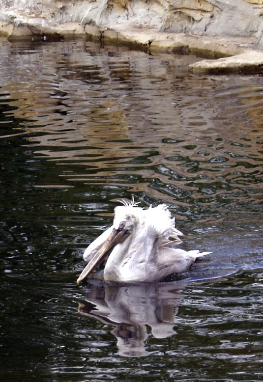 Exmoor Zoo, Pelican.
