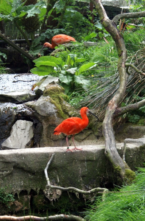 Red birds at Exmoor Zoo.