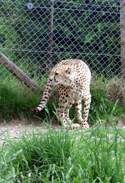Cheetah at Exmoor Zoo.