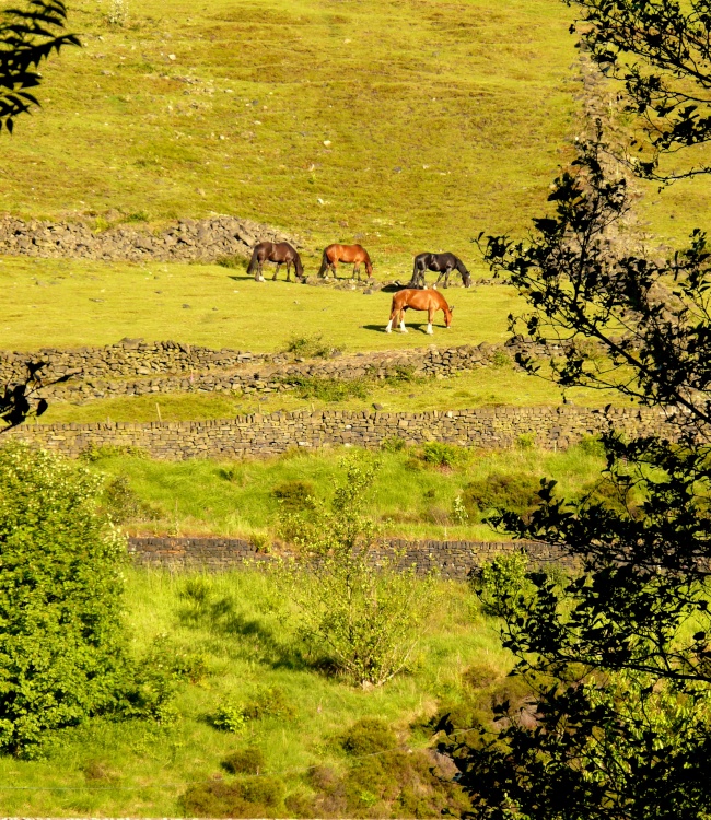 Horses on Midge Hill, Mossley