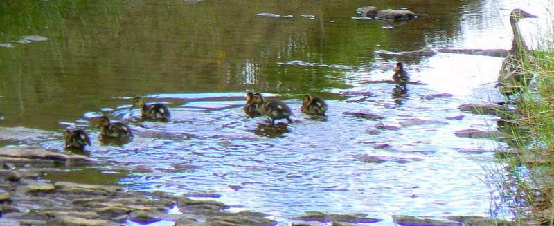 Mum and babies, awwh!