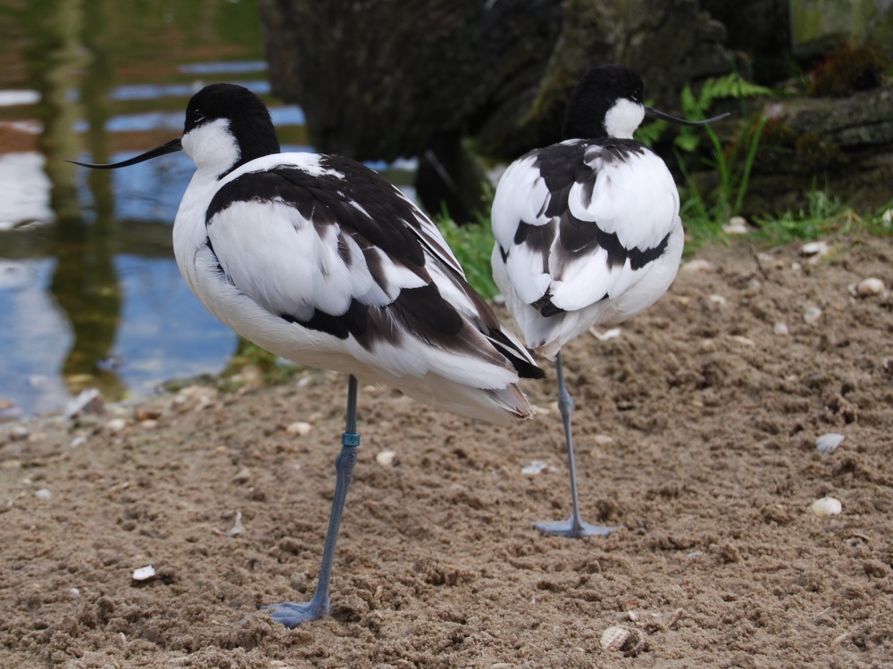 Avocets in an enclosure at Pensthorpe.