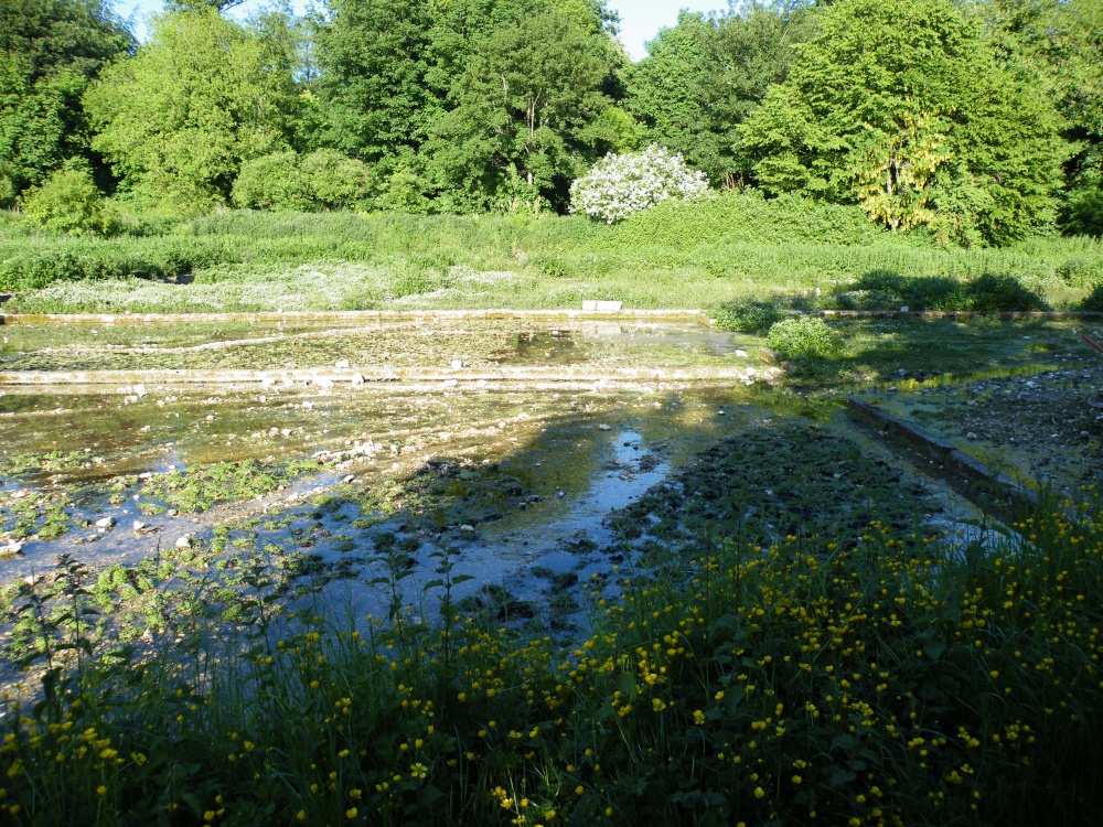 Old watercress beds at Alresford