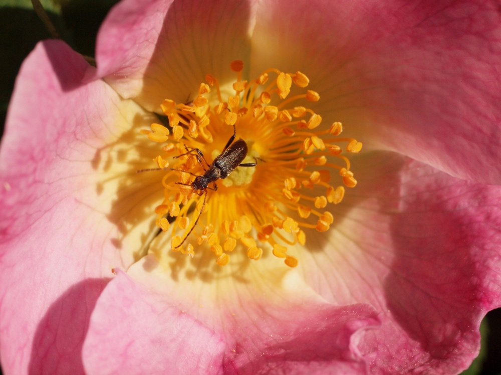 Insect on a dog rose near Padbury, Bucks.