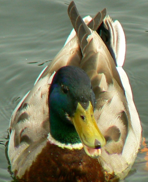 A cute duck