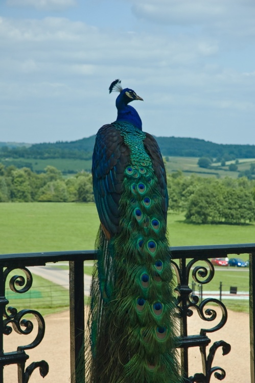 Peacock admiring the view