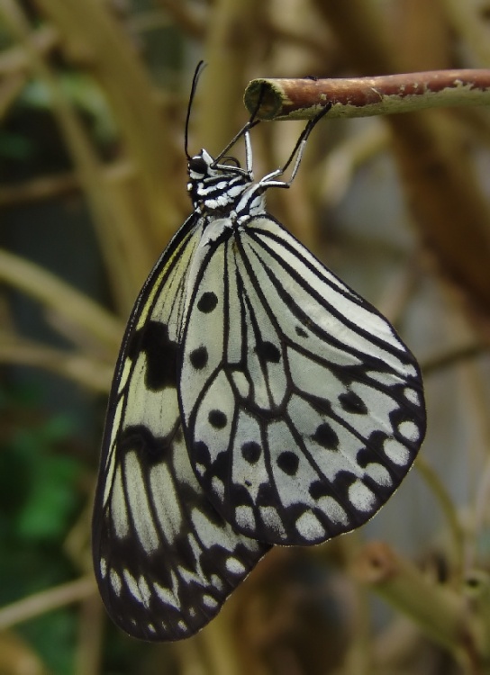 A Beautiful Butterfly