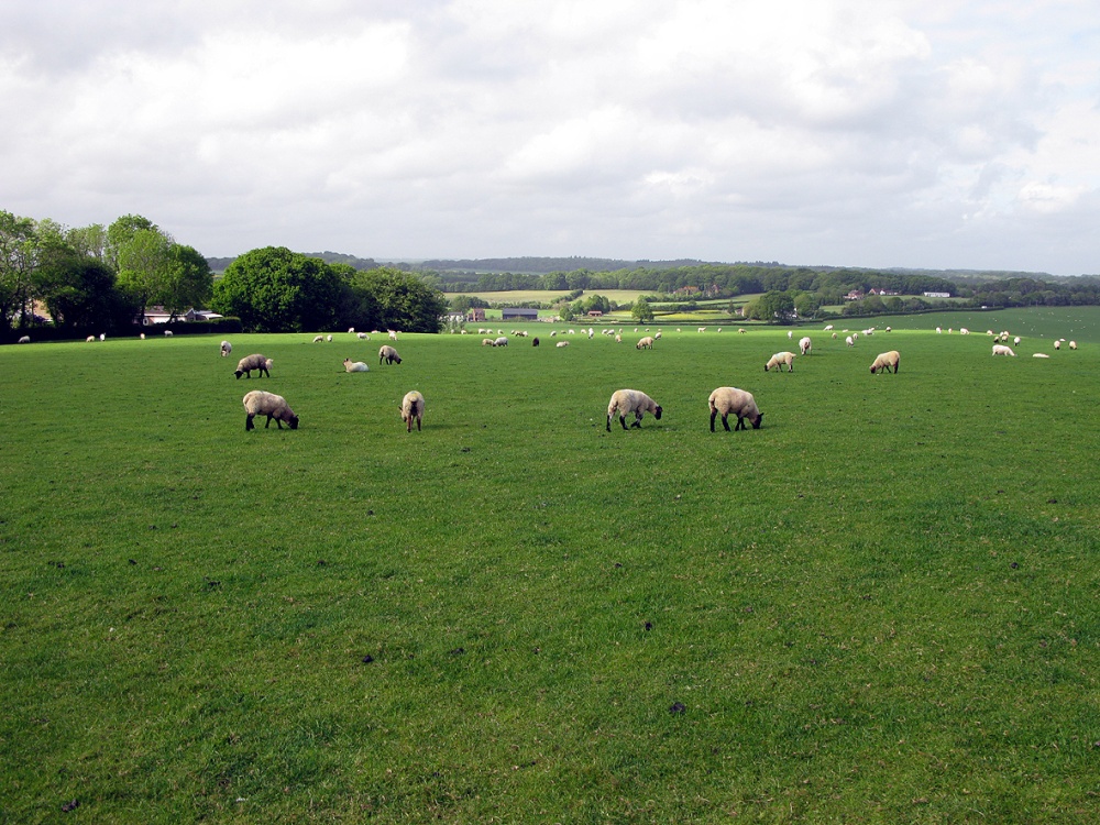 Grazing sheep near Horton Tower