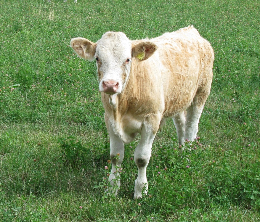 Cow with dirty knees