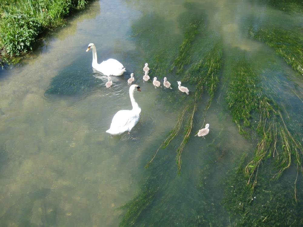 Teaching 6/7 days old cygnets to swim in the River Coln