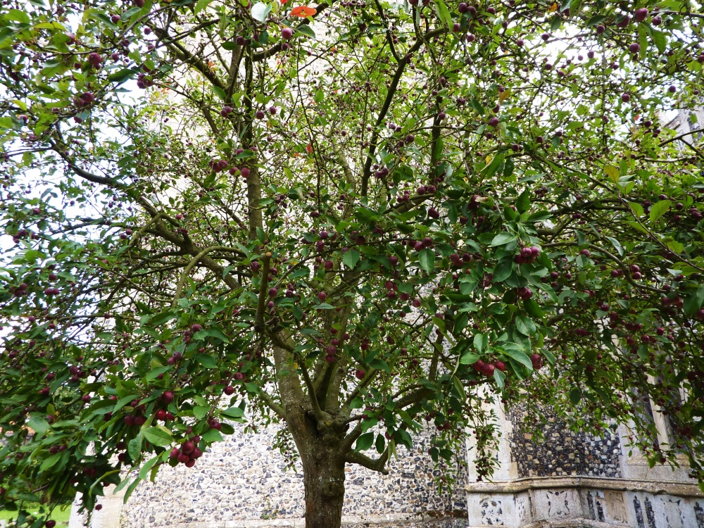 Tree in the Churchyard