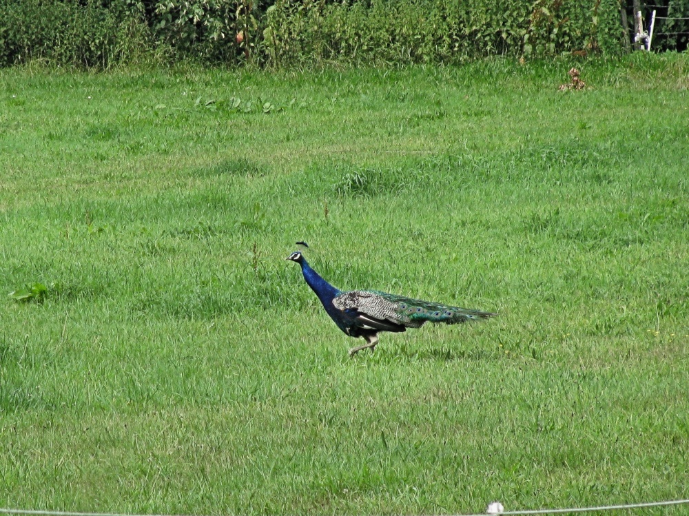 Peacock taken a long way away with a digital camera