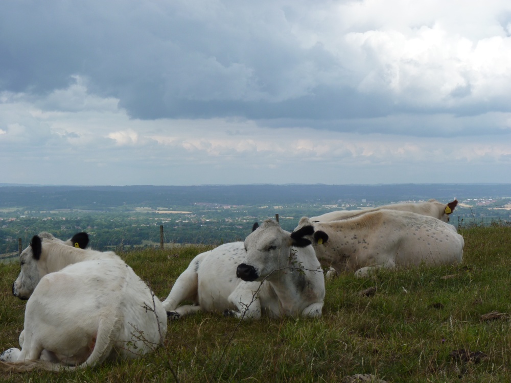 Cows in Clouds